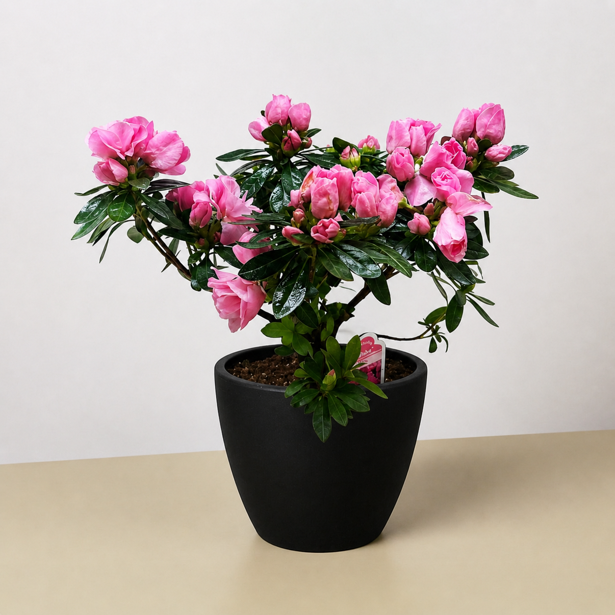 Azalea (Rhododendron)
