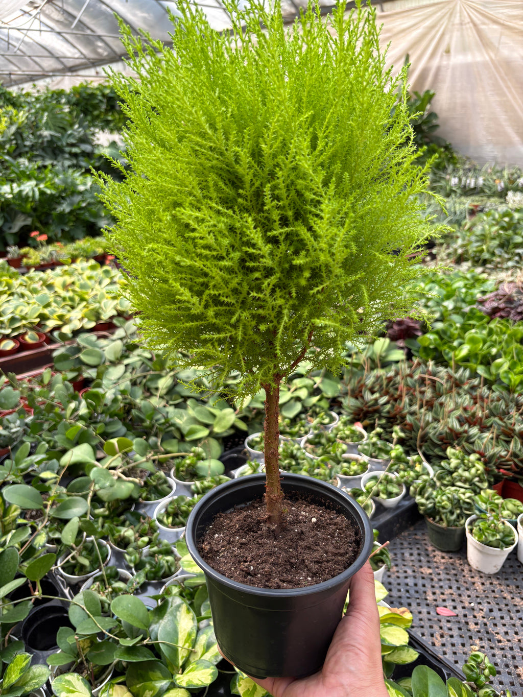 Cypress Lemon Topiary
