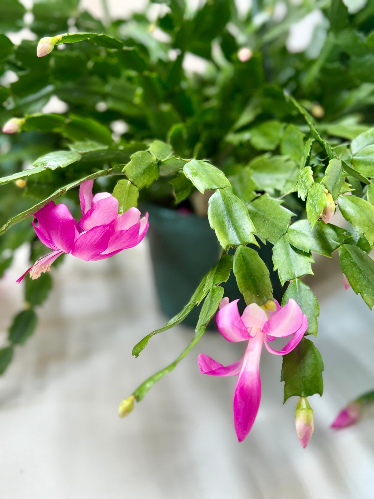Zygocactus 'Christmas Cactus'