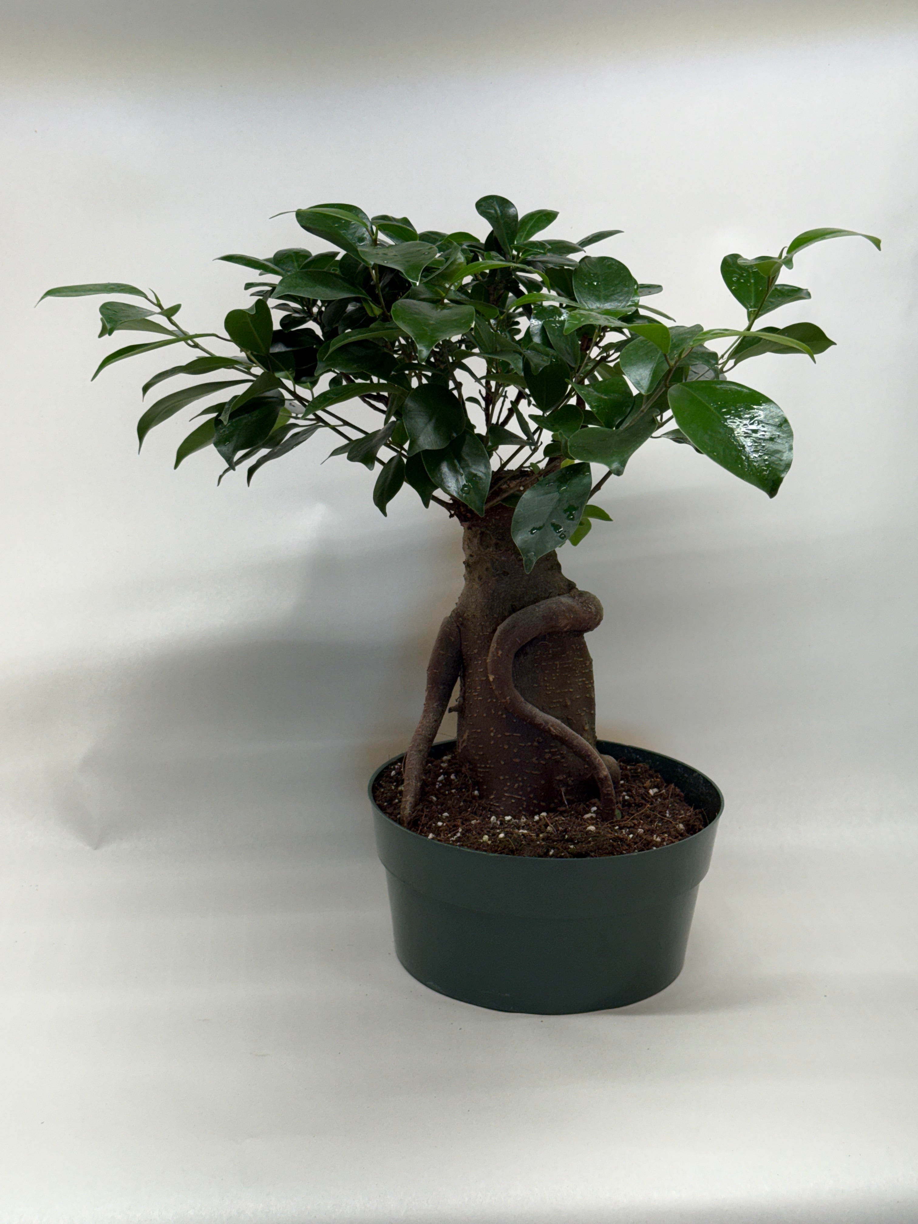 Ficus 'Ginseng'