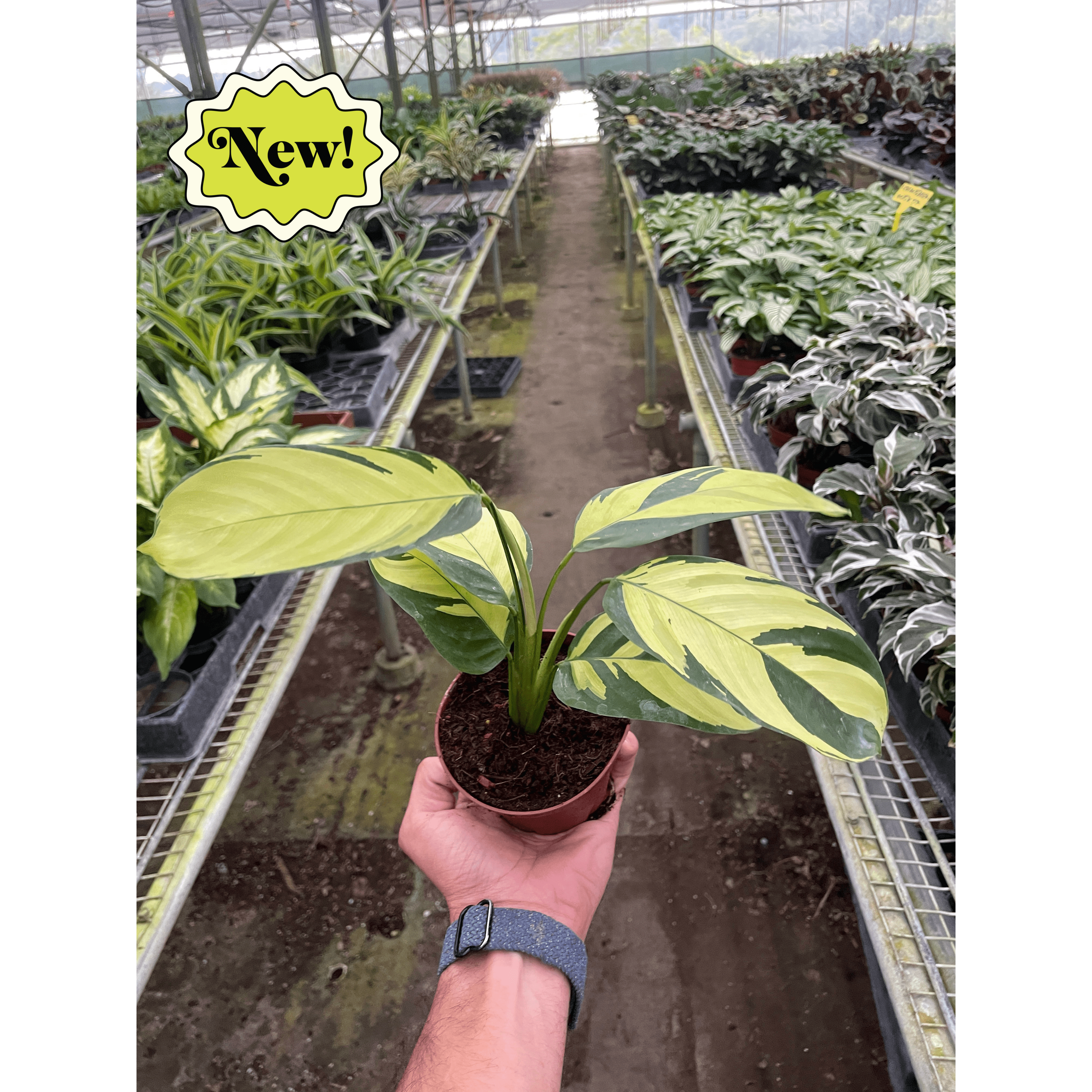 Calathea 'Pilosa'
