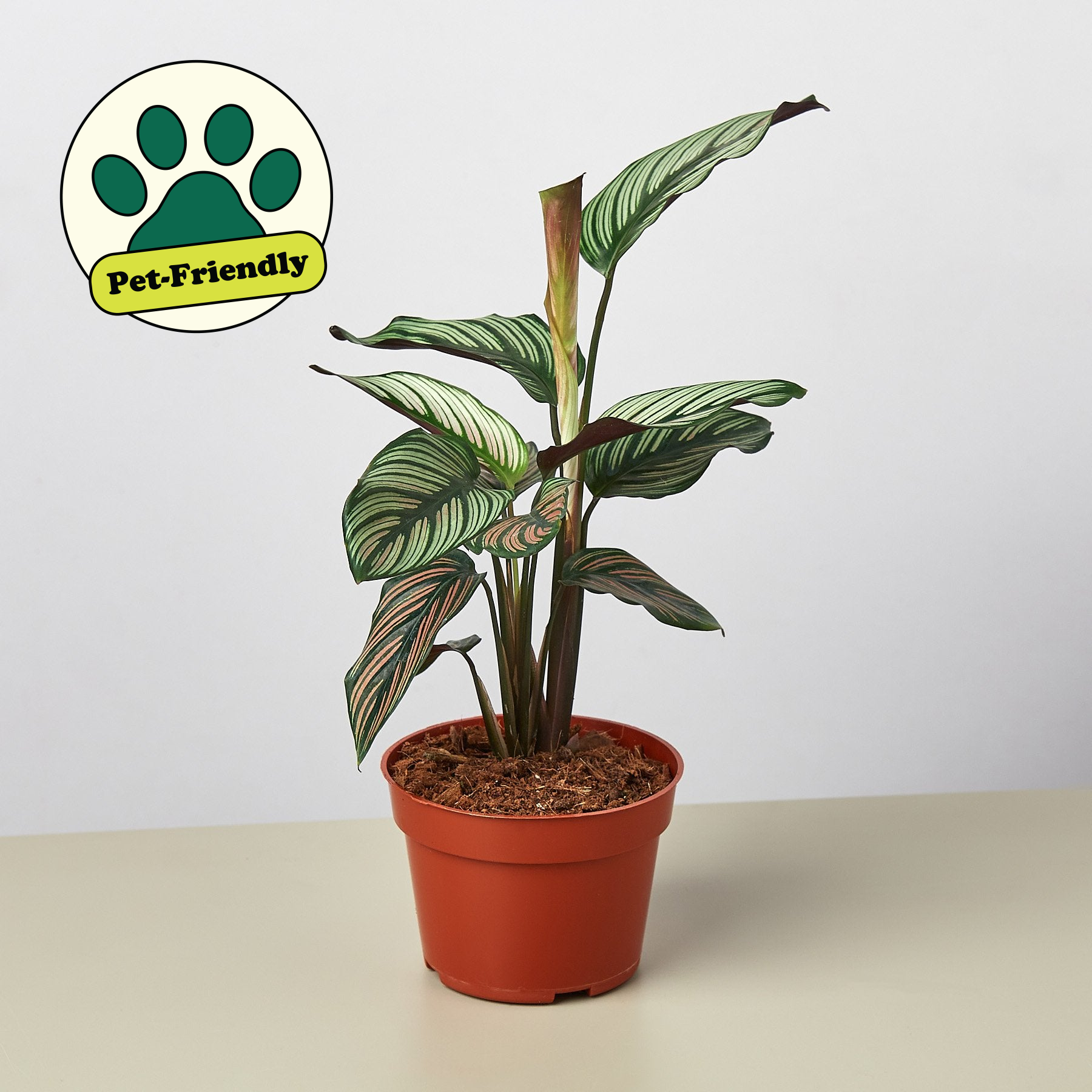 Calathea 'White Star'