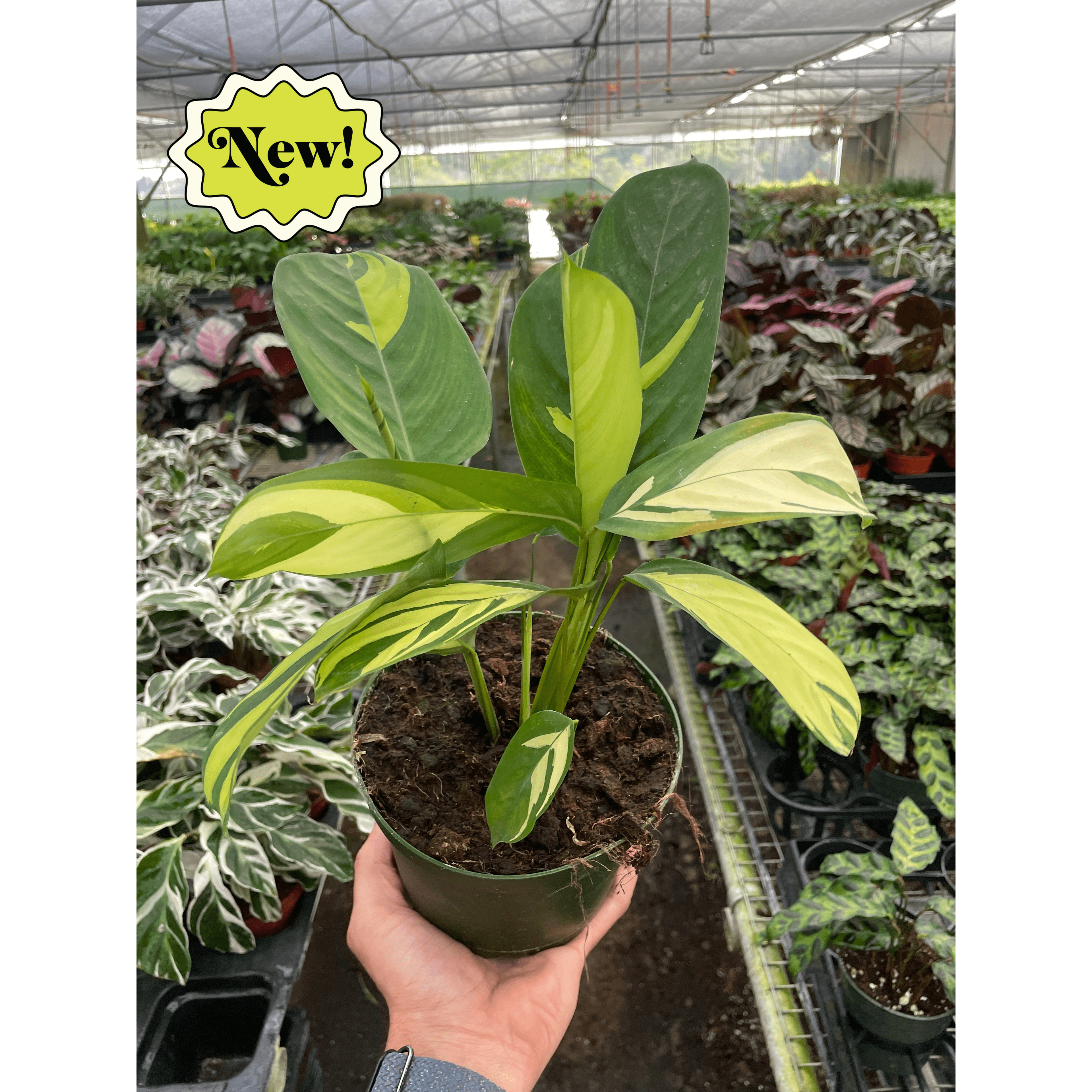 Calathea 'Pilosa'