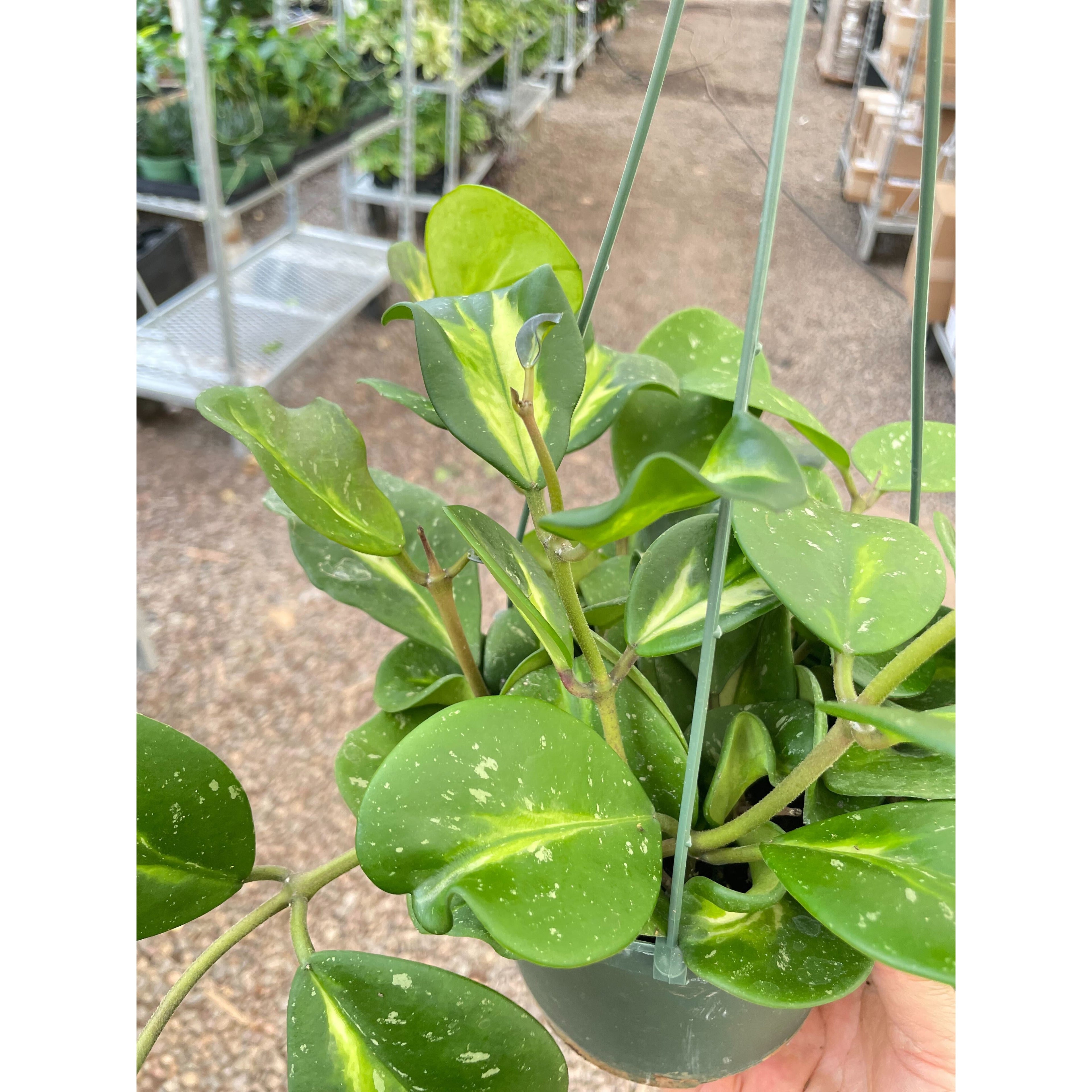 Hoya Obovata Reverse