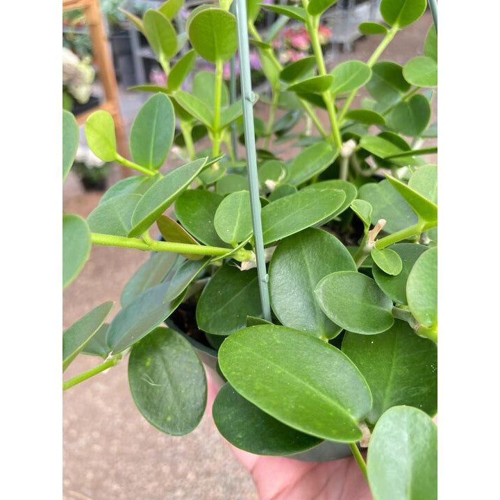 Hoya Cumingiana
