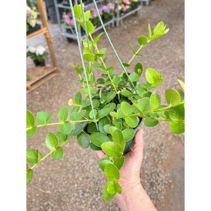 Hoya Cumingiana