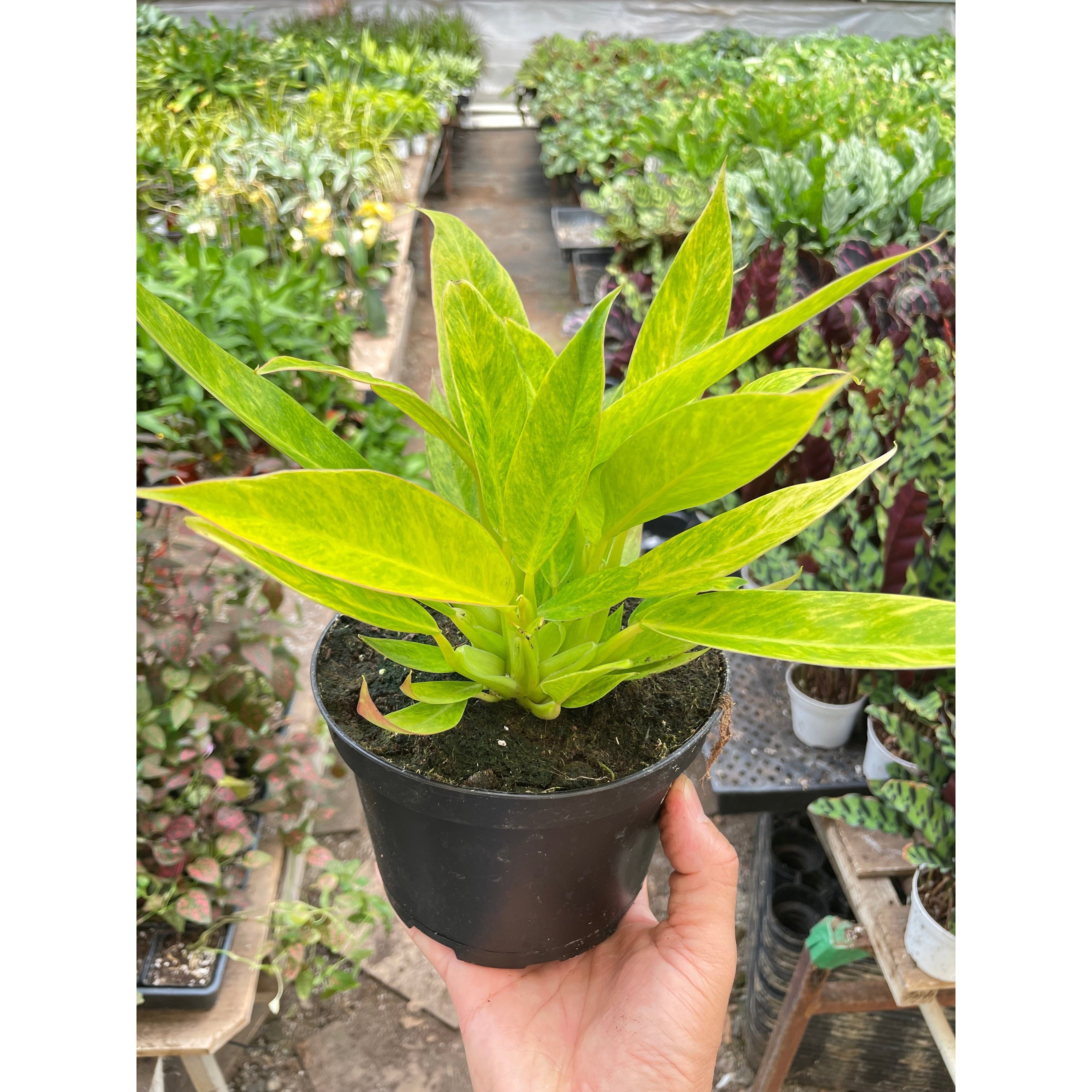 Philodendron 'Calkins Gold'