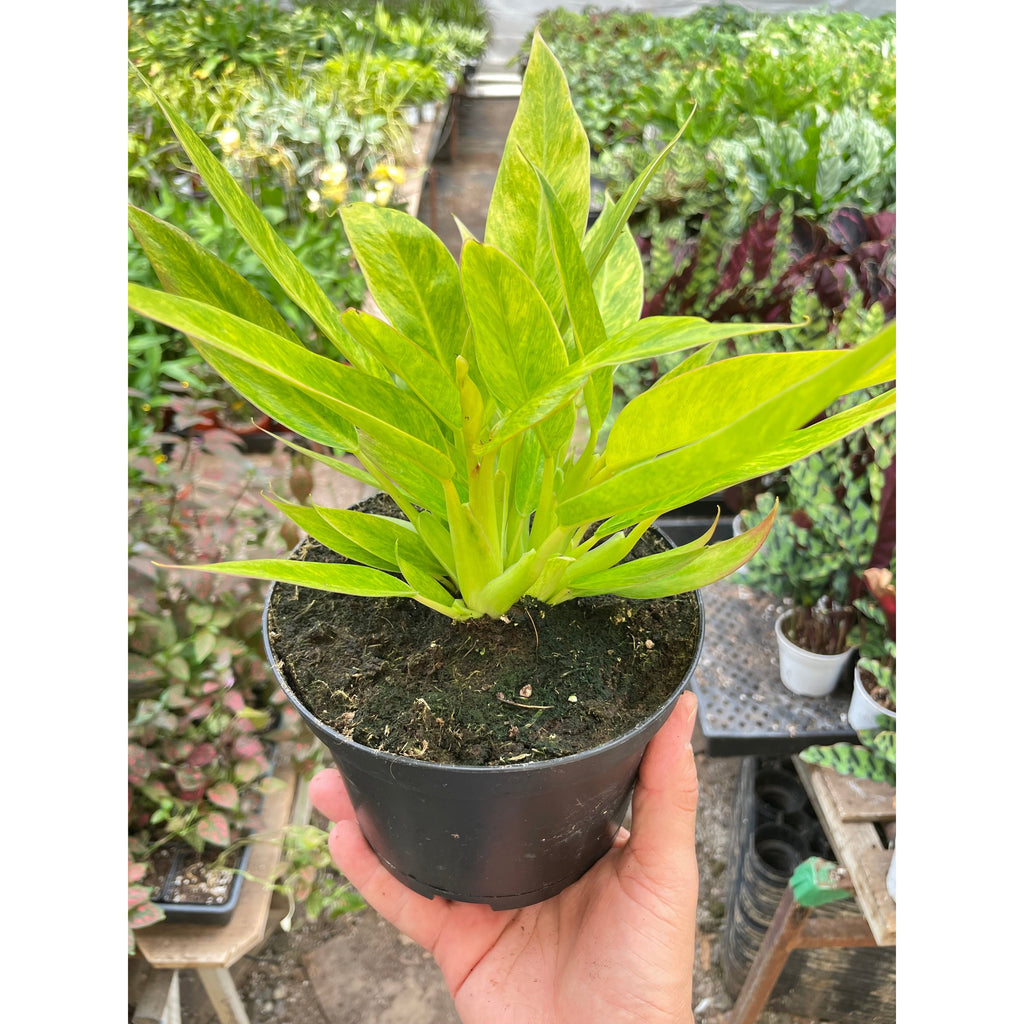 Philodendron 'Calkins Gold'