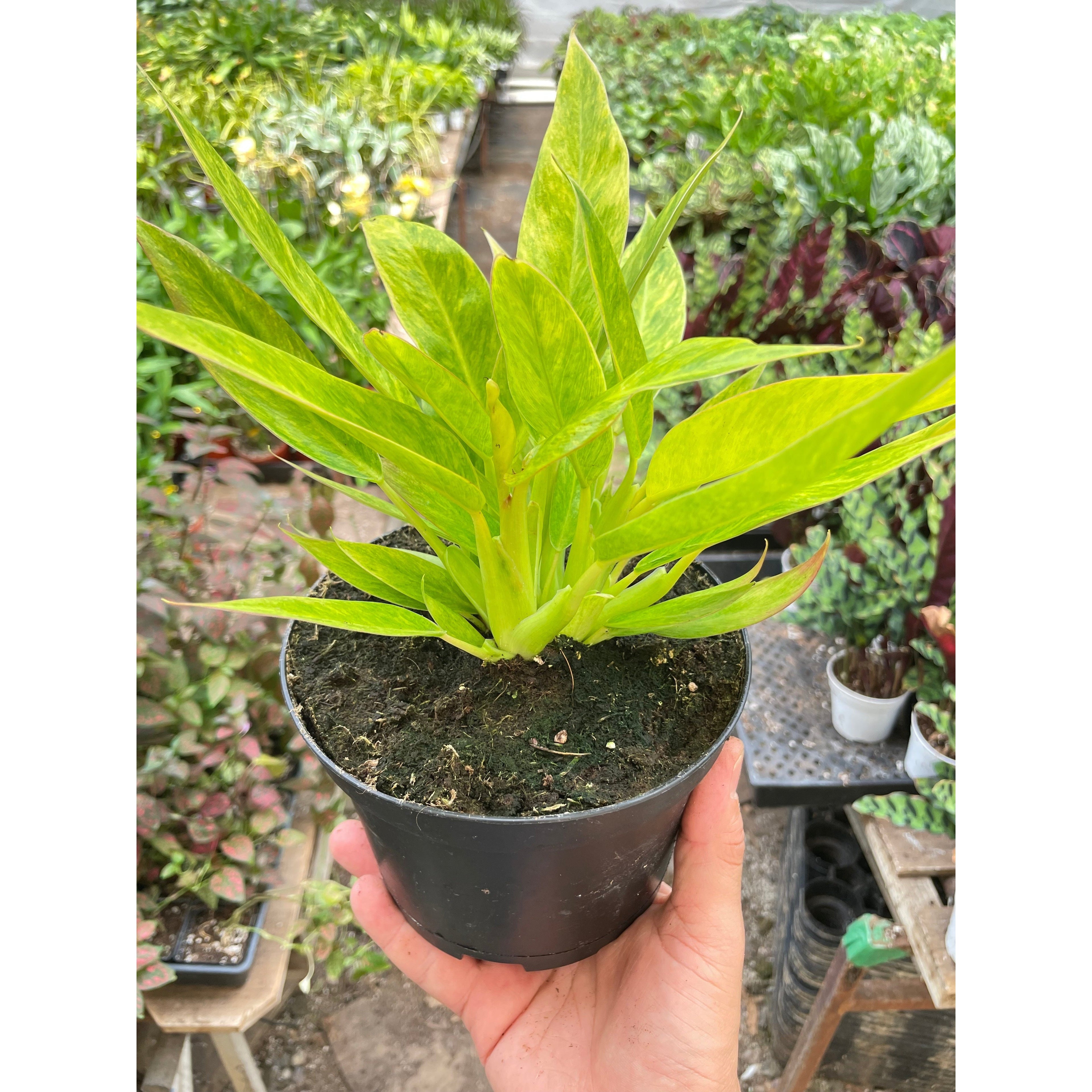 Philodendron 'Calkins Gold'