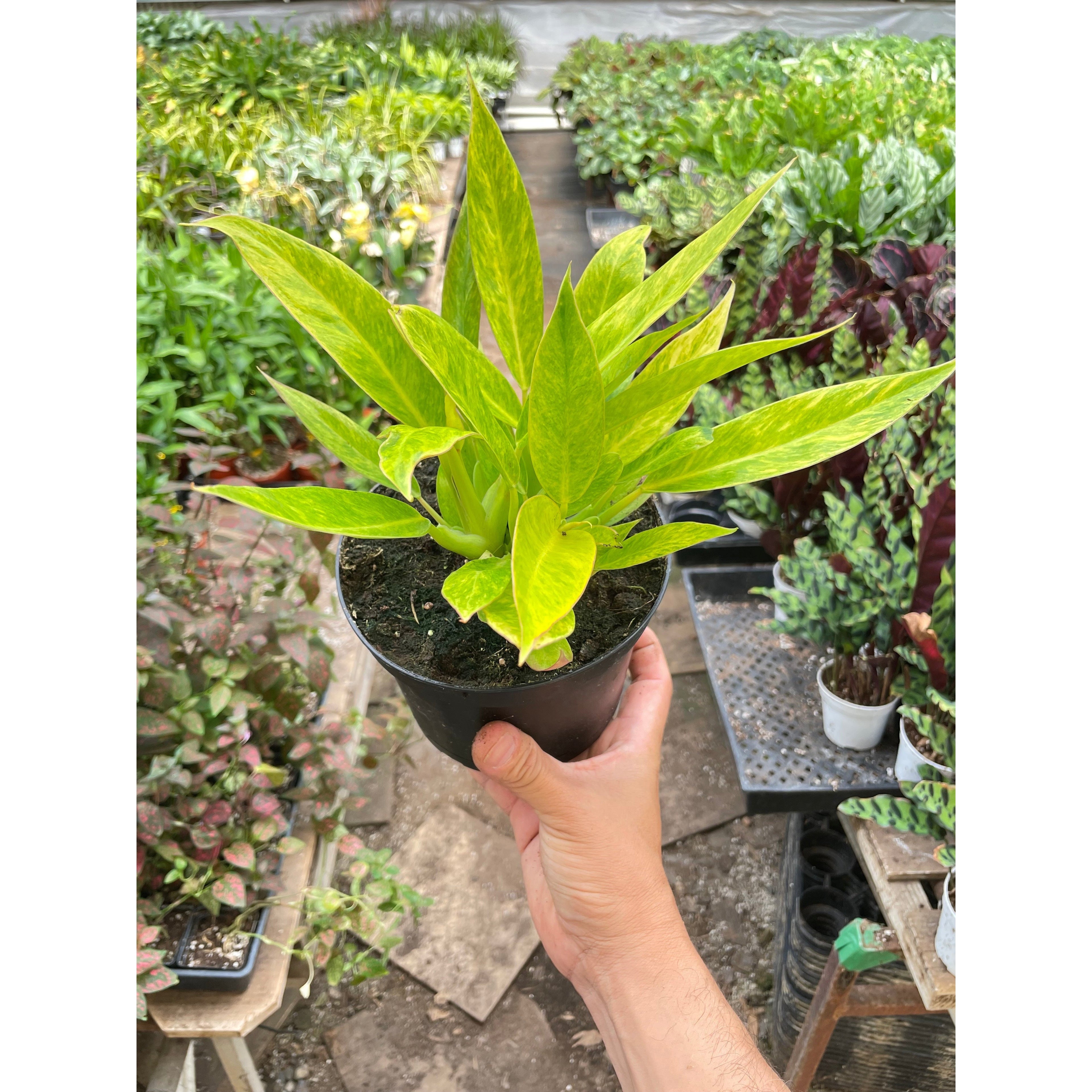 Philodendron 'Calkins Gold'