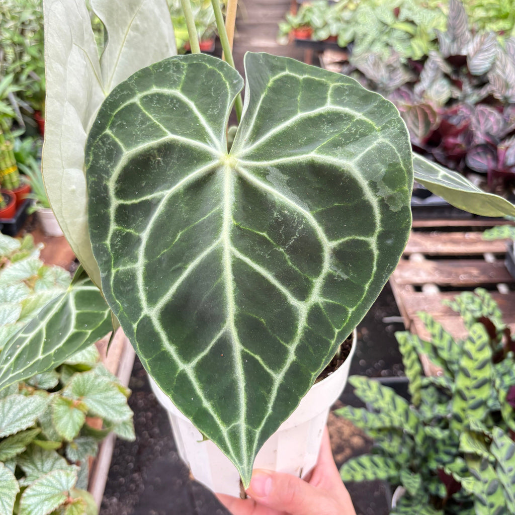 Anthurium 'Clarinervium'