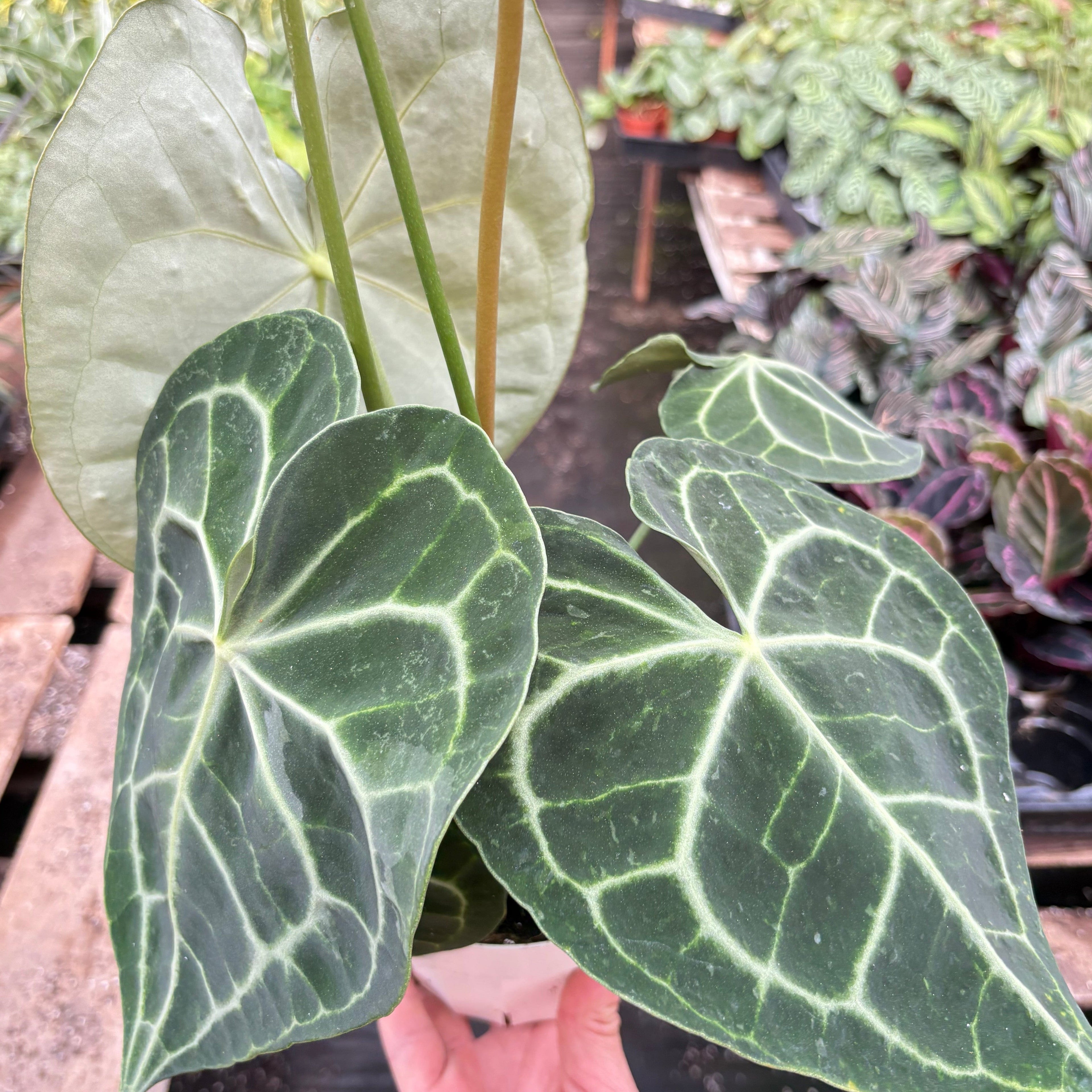 Anthurium 'Clarinervium'